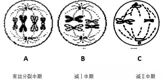 如何复习高中生物才能确保拿满分？一招秘诀分享插图