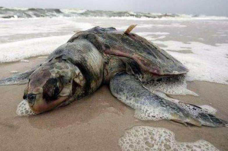 高中生物成绩不理想，有哪些提升方法？插图