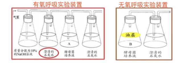 怎样才能做好高中生物实验，从而顺利考上好高中？插图