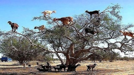 摩洛哥山羊为什么成为树上的游客？插图