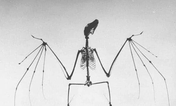 高中生物中的骨架究竟有哪些？揭秘细胞骨架：疾病背后的生物学之谜有哪些？插图