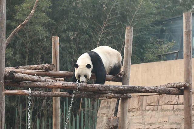 别出心裁是什么意思，别出心裁的案例分析：从古建筑到现代科技插图3