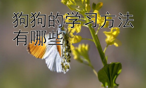 狗狗的学习方法有哪些，狗狗学习障碍及解决方法插图