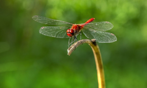 初中生特招是什么，初中生特招的优势与劣势分析插图
