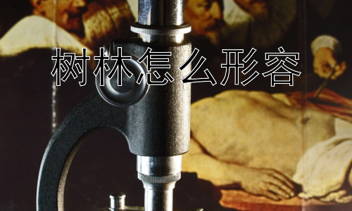树林怎么形容， 树林是否只是美的象征？插图