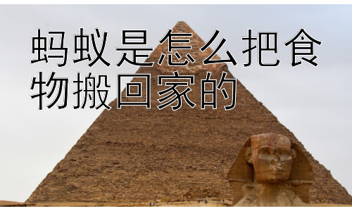 蚂蚁是怎么把食物搬回家的，为什么蚂蚁要如此辛勤地搬运食物？插图