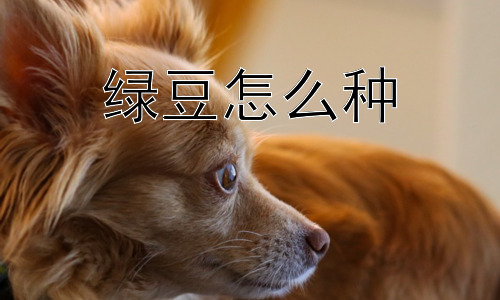 绿豆怎么种，在家种绿豆，需要注意什么问题？插图